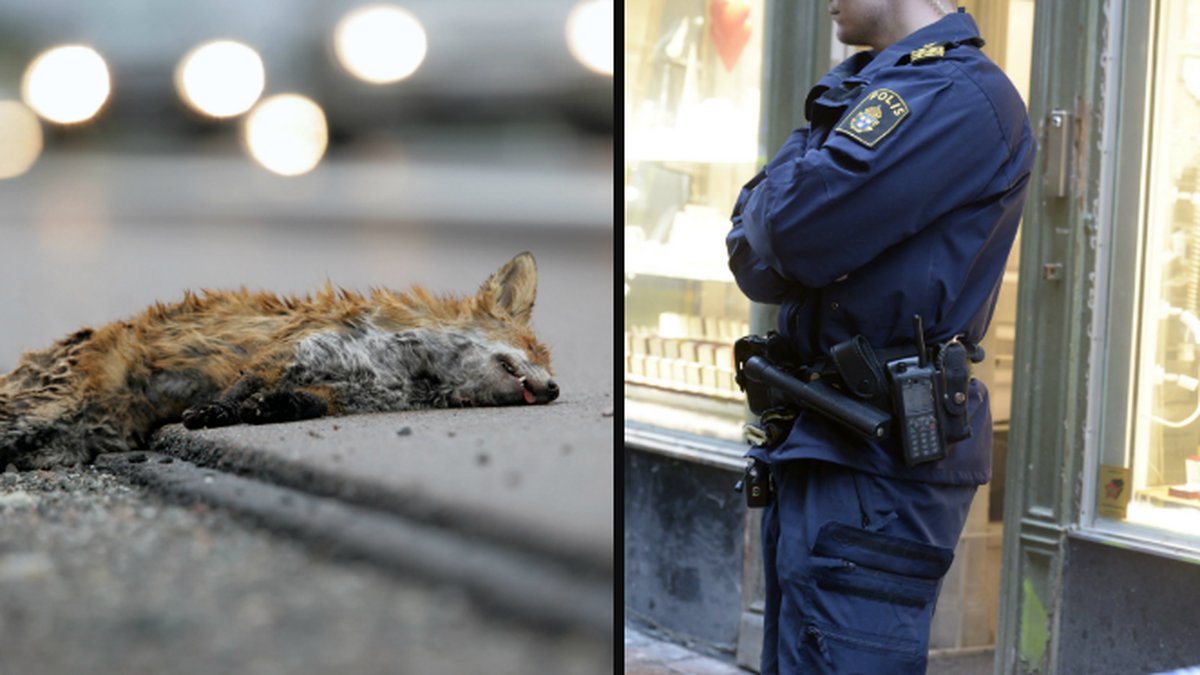 30 döda rävar hittades vid en väg i Värmland.